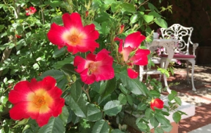 Jardín Restaurante Los Cedros